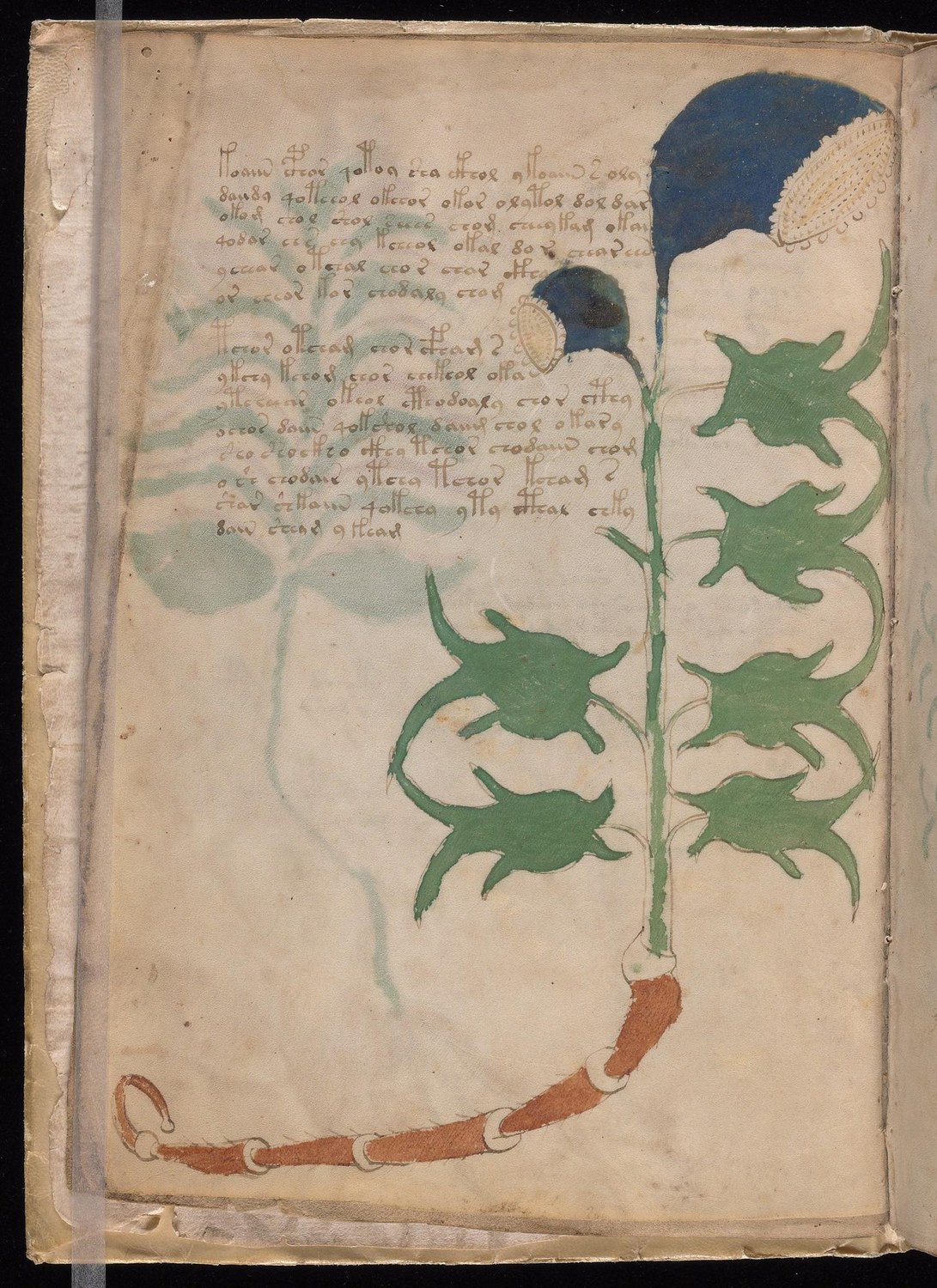 Herbal Page 6